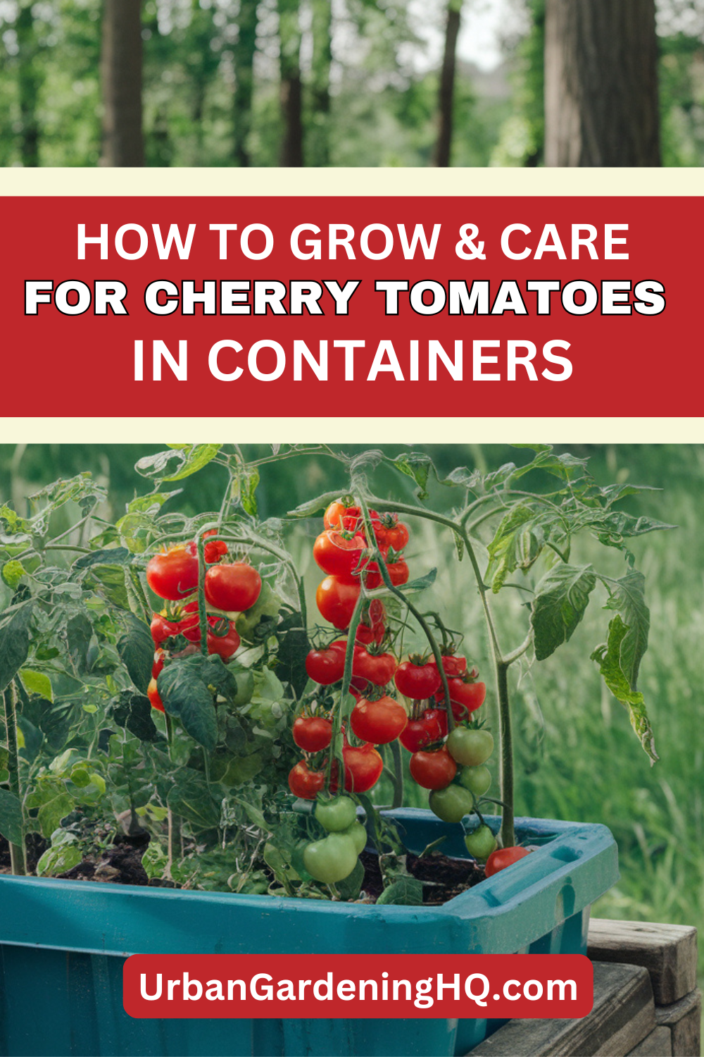 How I Grow and Care for Cherry Tomatoes in Containers - Urban Gardening HQ