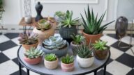 15 Easiest Succulents to Grow for Beginners - Urban Gardening HQ