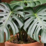 Monstera Deliciosa
