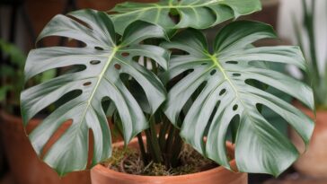 Monstera Deliciosa