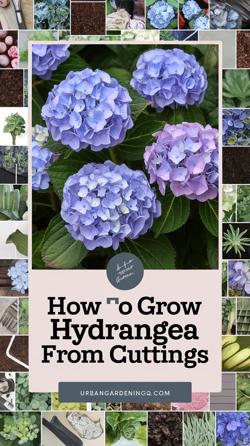 How to Grow Hydrangea from Cuttings - Urban Gardening HQ