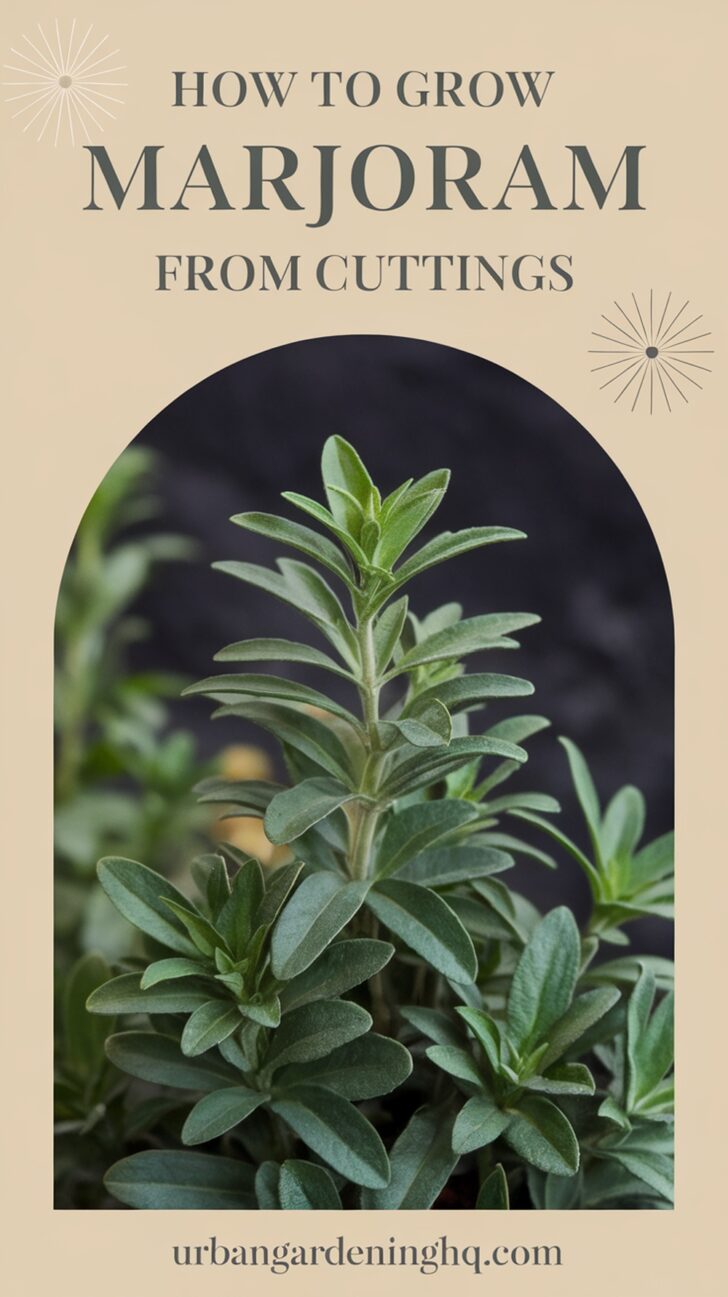 How to Grow Marjoram from Cuttings: A Fragrant Herb Worth Propagating ...